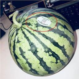 网红吃瓜甘肃,探寻美食与文化的独特魅力 第2张 网红吃瓜甘肃,探寻美食与文化的独特魅力 第2张