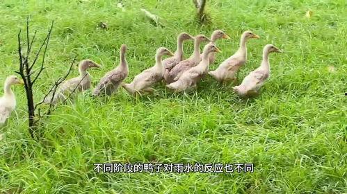 鸭子视频在线观看,尽享鸭子视频盛宴 第2张 鸭子视频在线观看,尽享鸭子视频盛宴 第2张
