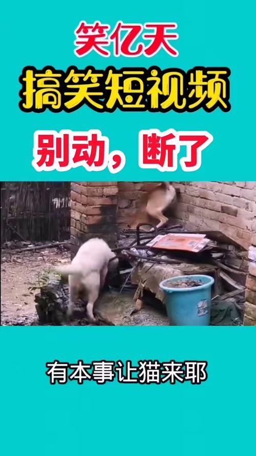 搞笑爆料视频,笑到肚子疼的瞬间