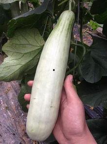 有没有网红吃瓜的群,揭秘娱乐圈幕后风云 第2张 有没有网红吃瓜的群,揭秘娱乐圈幕后风云 第2张