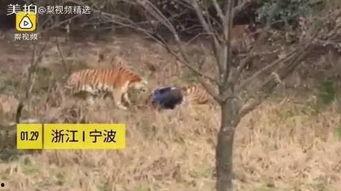 成都老虎爆料视频最新,揭秘背后惊人真相 第3张 成都老虎爆料视频最新,揭秘背后惊人真相 第3张