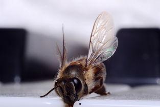 寄性虫在线观看,揭示人类与寄生物共存的生存奥秘 第2张 寄性虫在线观看,揭示人类与寄生物共存的生存奥秘 第2张