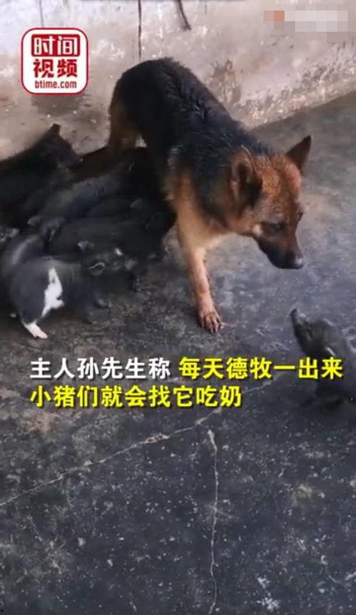 小猪视频爆料,揭秘娱乐圈幕后真相