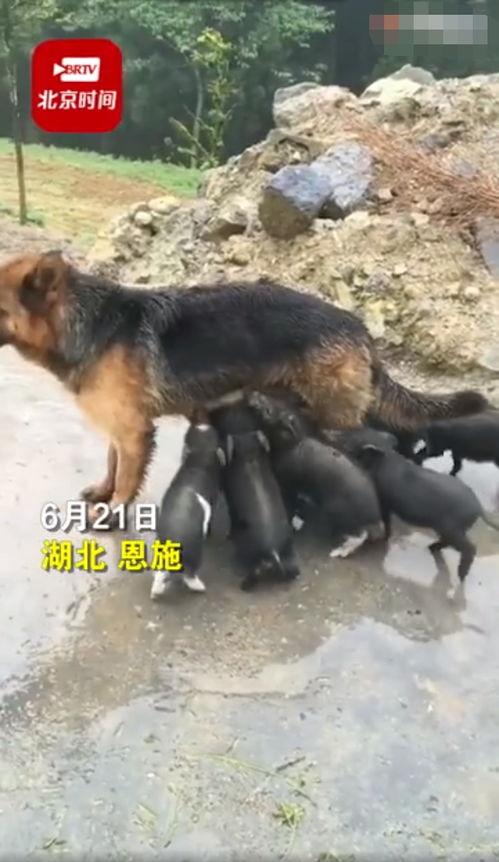 小猪视频爆料,揭秘娱乐圈幕后真相 第2张 小猪视频爆料,揭秘娱乐圈幕后真相 第2张