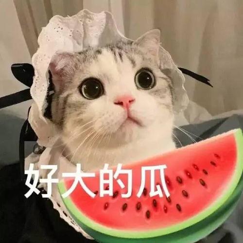 娱乐吃瓜小八哥是谁啊小说,揭秘网络小说中的神秘角色 第3张 娱乐吃瓜小八哥是谁啊小说,揭秘网络小说中的神秘角色 第3张