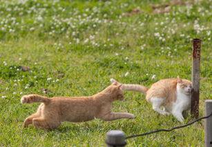 动物爆料小故事搞笑视频,搞笑视频里的爆笑瞬间  第1张