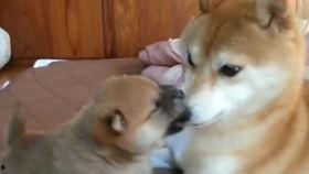 超萌狗狗爆料视频大全,视频大全带你笑翻天