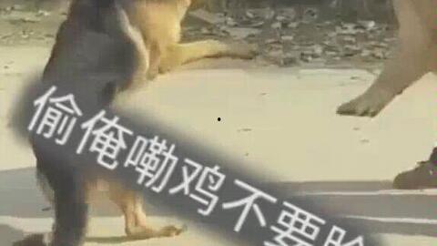 超萌狗狗爆料视频大全,视频大全带你笑翻天  第2张