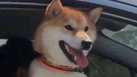 超萌狗狗爆料视频大全,视频大全带你笑翻天  第3张